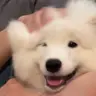 Profile picture of Template Retriever